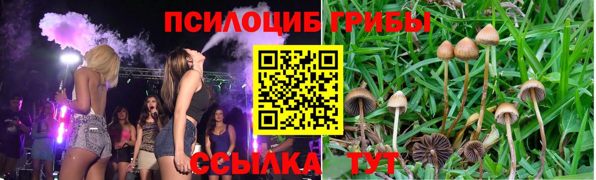 Галлюциногенные грибы Psilocybine cubensis Калач-на-Дону