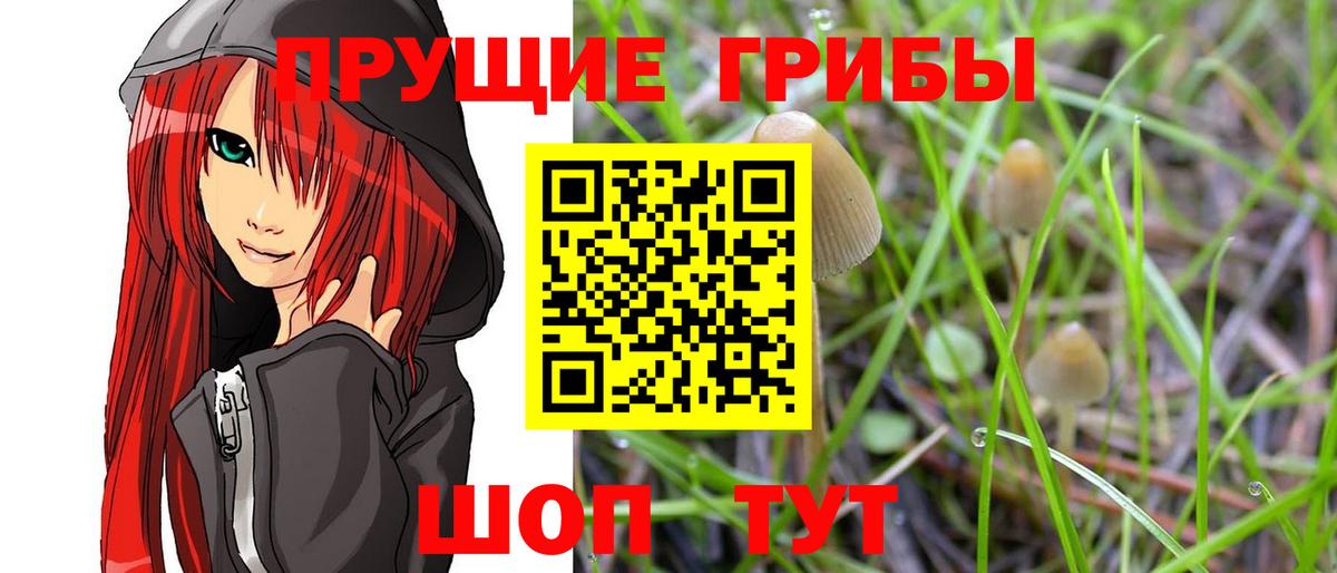 купить закладку  Псилоцибиновые грибы GOLDEN TEACHER  Вход с VPN  Калач-на-Дону  Псилоцибиновые грибы MAGIC MUSHROOMS 
